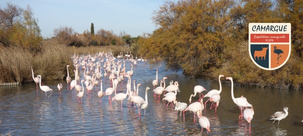 Carnet de voyage, Camargue