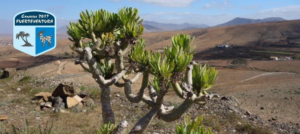Carnet de voyage, Fuerteventura